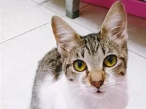 Gato raça SRD-ViraLata idade 2 a 6 meses nome LÚCIO TED