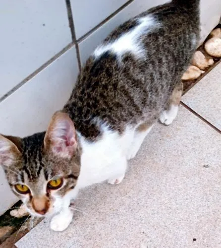 Gato raça SRD-ViraLata idade 2 a 6 meses nome LÚCIO TED