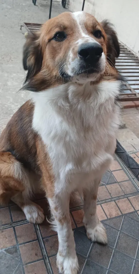 Cachorro raça SRD-ViraLata idade 3 anos nome Biggie