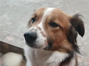 Cachorro raça SRD-ViraLata idade 3 anos nome Biggie
