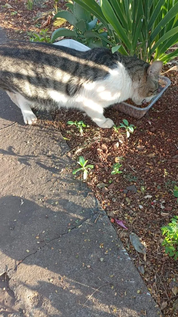 Gato raça SRD-ViraLata idade 7 a 11 meses nome Tigradinho