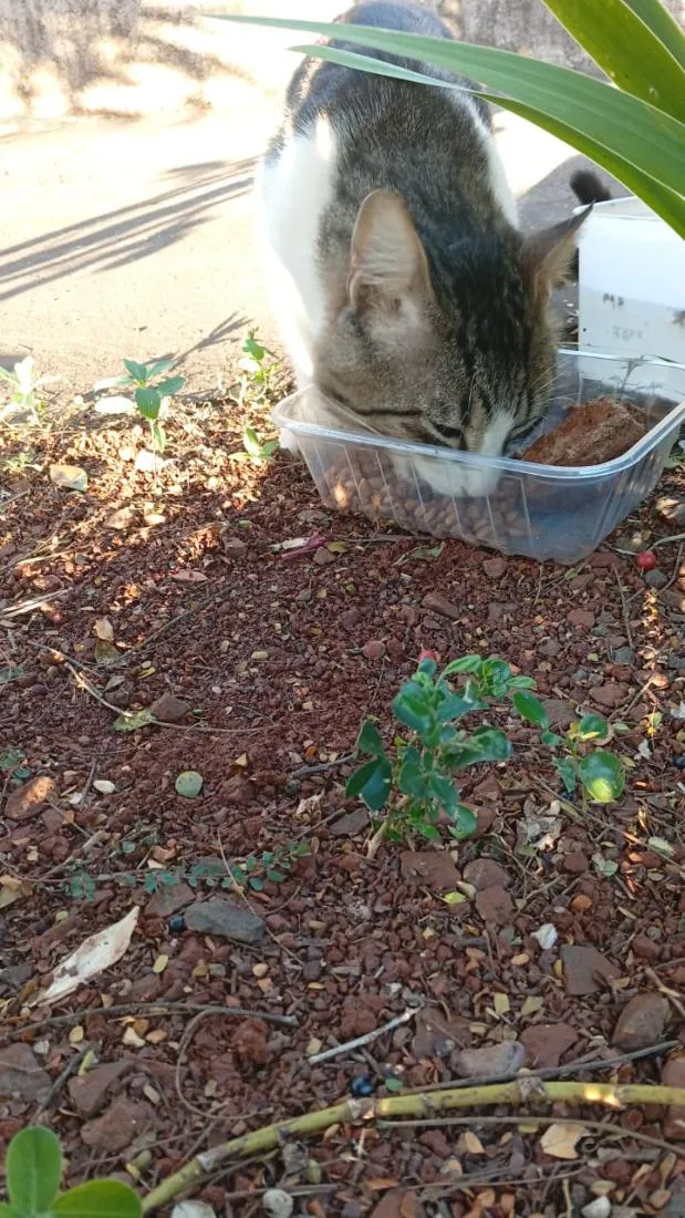 Gato raça SRD-ViraLata idade 7 a 11 meses nome Tigradinho