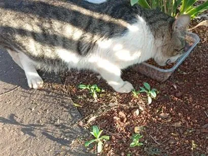 Gato raça SRD-ViraLata idade 7 a 11 meses nome Tigradinho