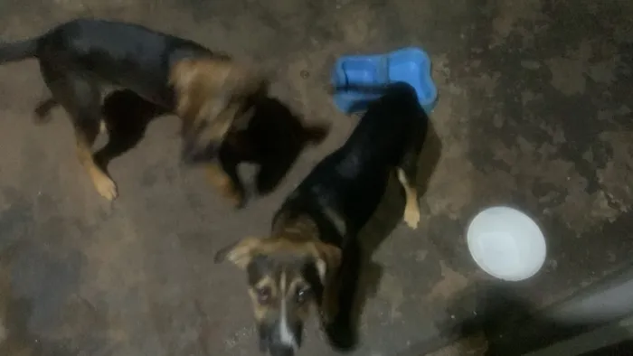 Cachorro raça SRD-ViraLata idade 1 ano nome não tem nome 