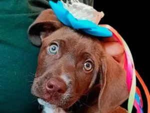 Cachorro raça SRD-ViraLata idade 1 ano nome chocolate 