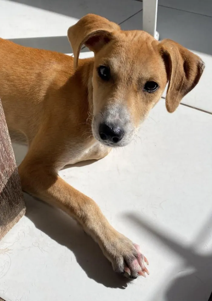 Cachorro raça SRD-ViraLata idade 7 a 11 meses nome Odara
