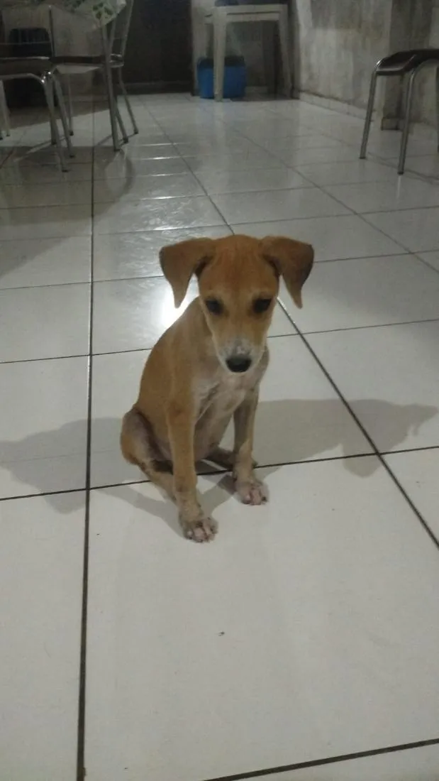 Cachorro raça SRD-ViraLata idade 7 a 11 meses nome Odara