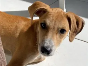 Cachorro raça SRD-ViraLata idade 7 a 11 meses nome Odara