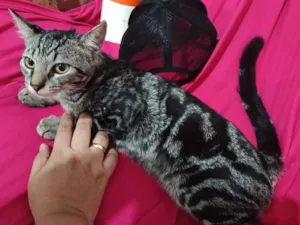 Gato raça SRD-ViraLata idade 2 a 6 meses nome Harry Cat