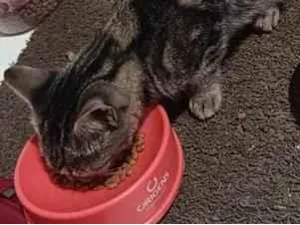Gato raça SRD-ViraLata idade 2 anos nome Chitara