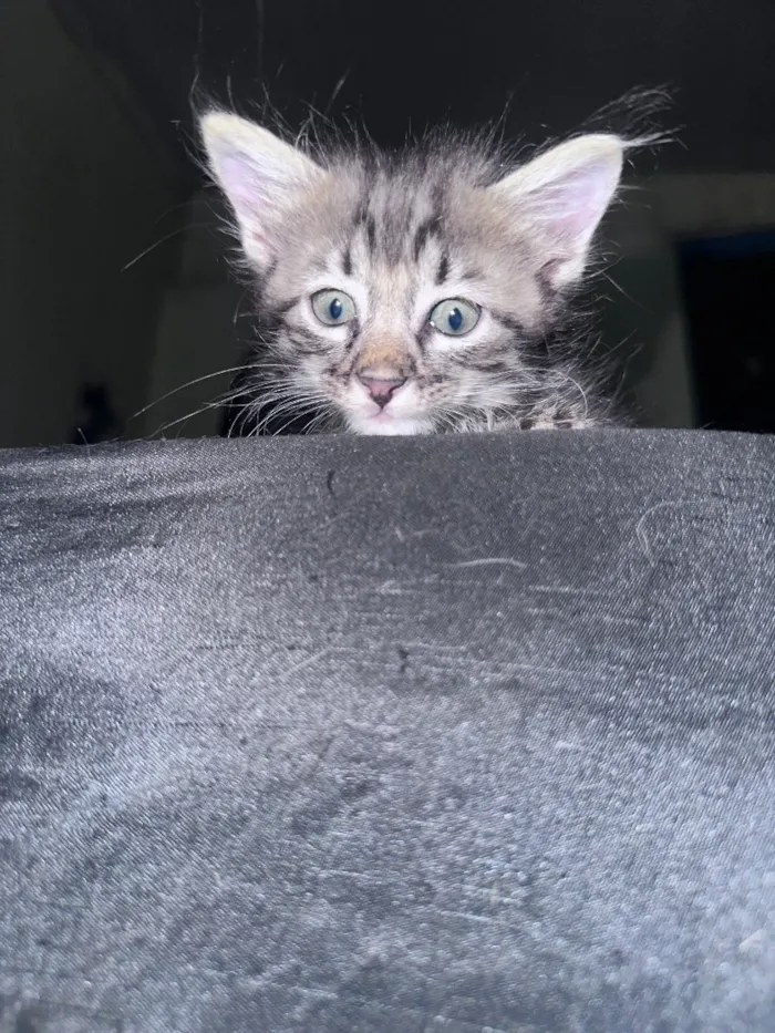 Gato raça SRD-ViraLata idade 2 a 6 meses nome Tigrinho
