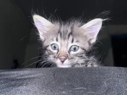 Gato raça SRD-ViraLata idade 2 a 6 meses nome Tigrinho