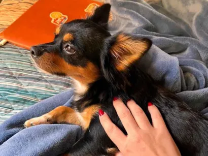Cachorro raça SRD-ViraLata idade 2 anos nome Apólo