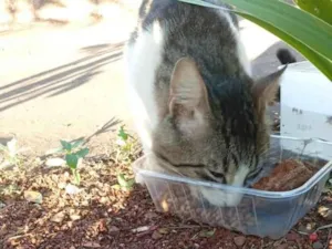 Gato raça SRD-ViraLata idade 7 a 11 meses nome Tigradinho