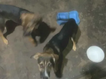Cachorro raça SRD-ViraLata idade 1 ano nome não tem nome 