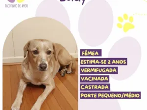 Cachorro raça SRD-ViraLata idade 2 anos nome Lady 