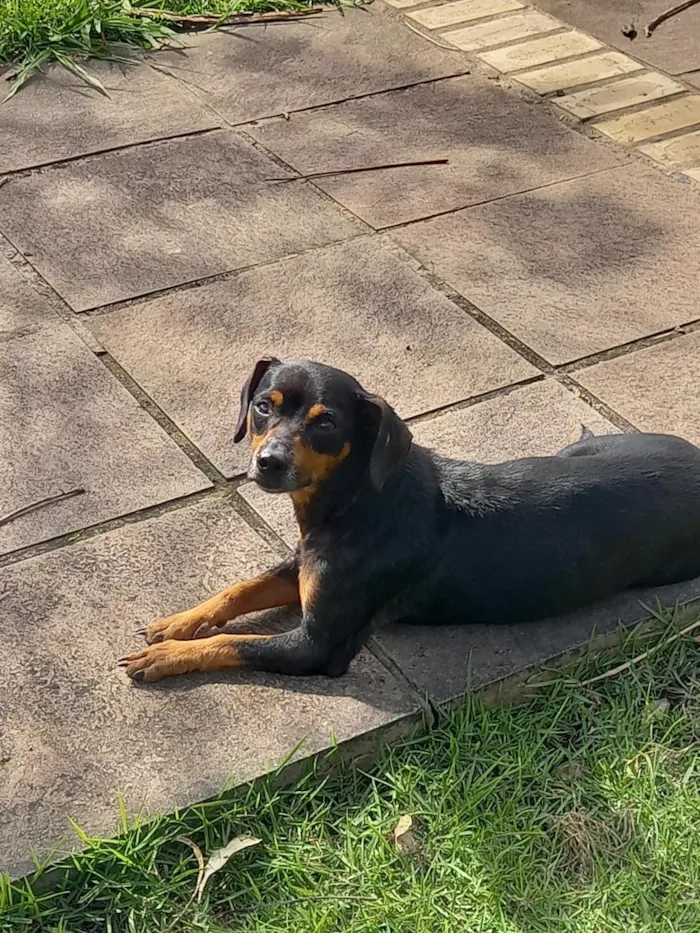 Cachorro raça SRD-ViraLata idade 1 ano nome Ainda não tem um nome