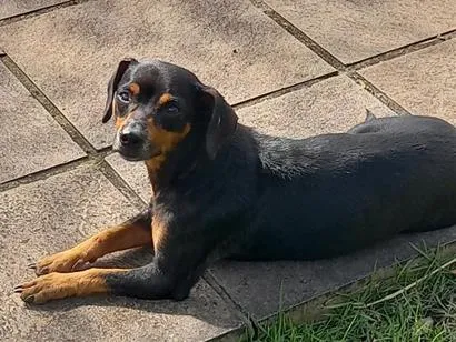 Cachorro raça SRD-ViraLata idade 1 ano nome Ainda não tem um nome