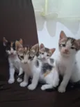 Gatinhos