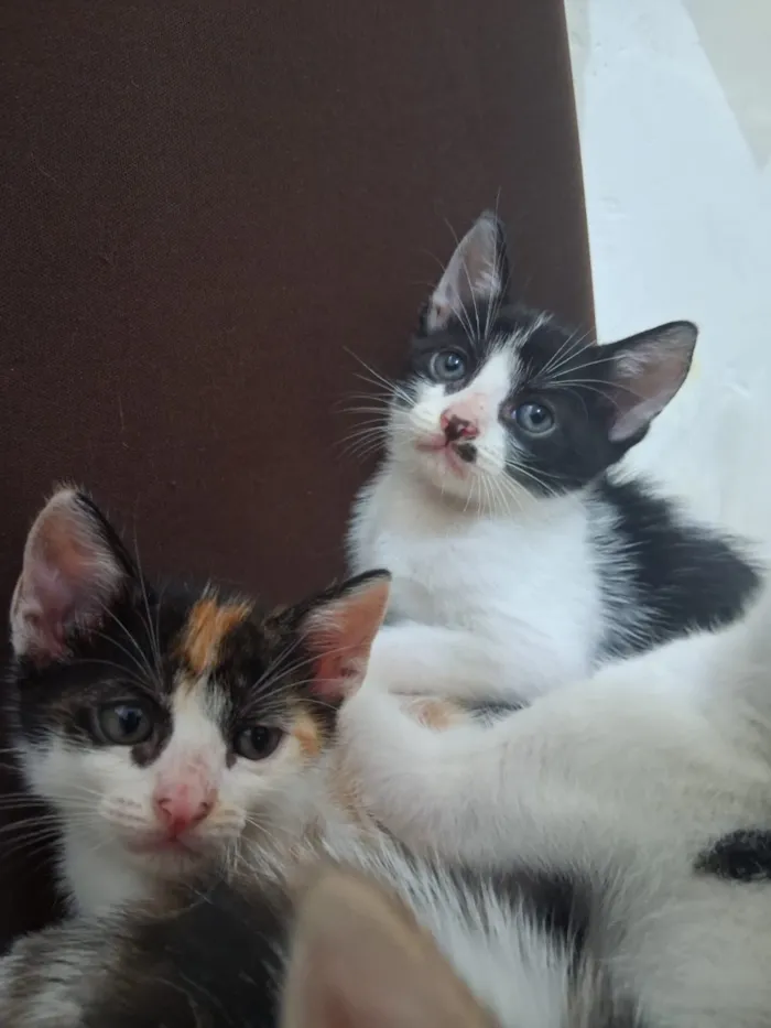 Gato raça SRD-ViraLata idade 2 a 6 meses nome Gatinhos