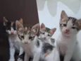 Gatinhos