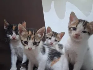 Gato raça SRD-ViraLata idade 2 a 6 meses nome Gatinhos