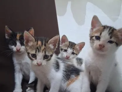 Gato raça SRD-ViraLata idade 2 a 6 meses nome Gatinhos