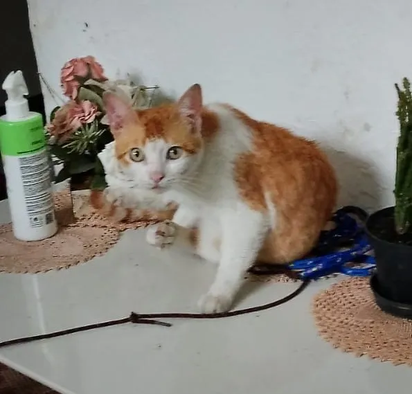 Gato raça SRD-ViraLata idade 2 a 6 meses nome Falar com Maria - Whats 11 94101-7172