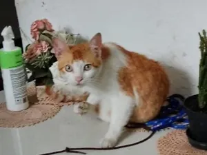 Gato raça SRD-ViraLata idade 2 a 6 meses nome Falar com Maria - Whats 11 94101-7172