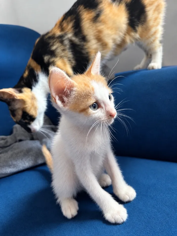 Gato raça SRD-ViraLata idade 2 a 6 meses nome Duck