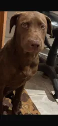 Koda