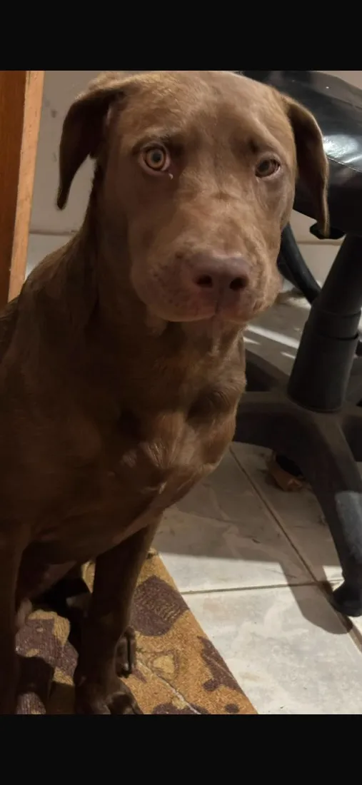 Cachorro raça SRD-ViraLata idade 7 a 11 meses nome Koda