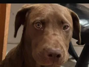 Cachorro raça SRD-ViraLata idade 7 a 11 meses nome Koda