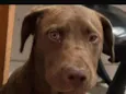 Koda