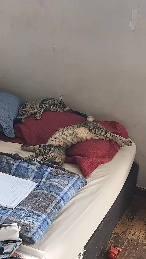 Gato raça SRD-ViraLata idade 2 a 6 meses nome Senhorita Marshmalow