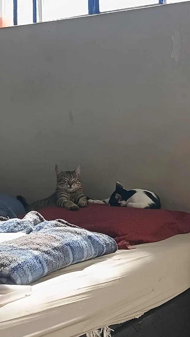Gato raça SRD-ViraLata idade 2 a 6 meses nome Senhorita Marshmalow