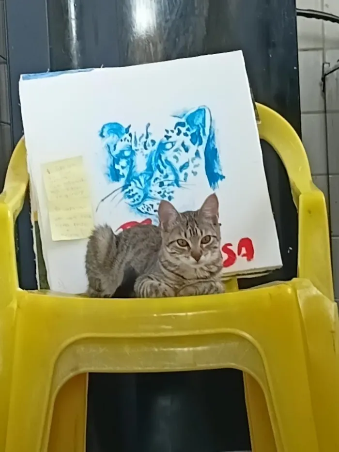 Gato raça SRD-ViraLata idade 2 a 6 meses nome Senhorita Marshmalow