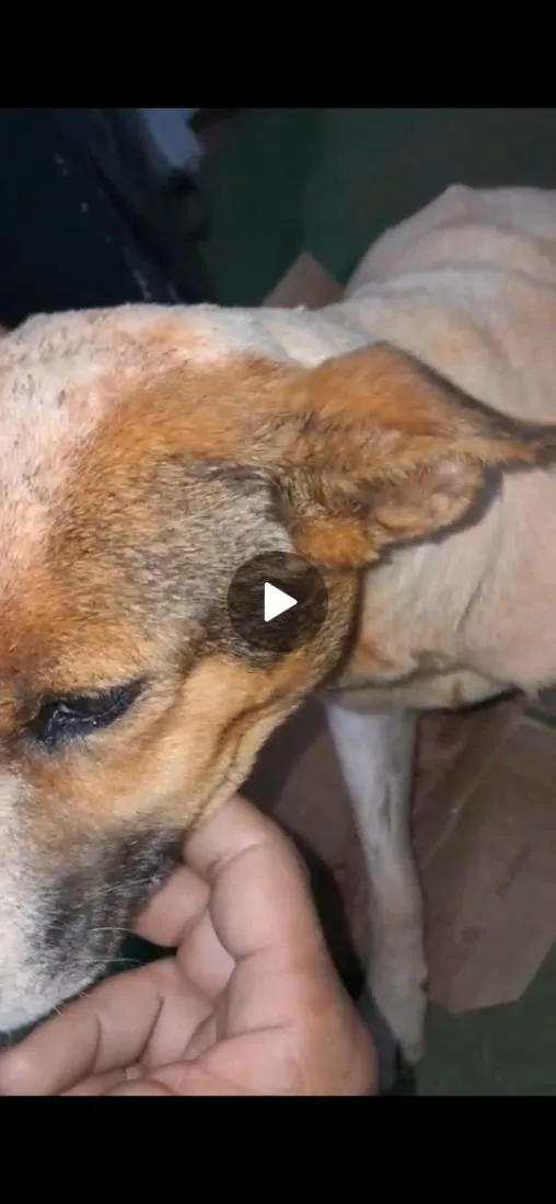 Cachorro raça SRD-ViraLata idade 1 ano nome nina
