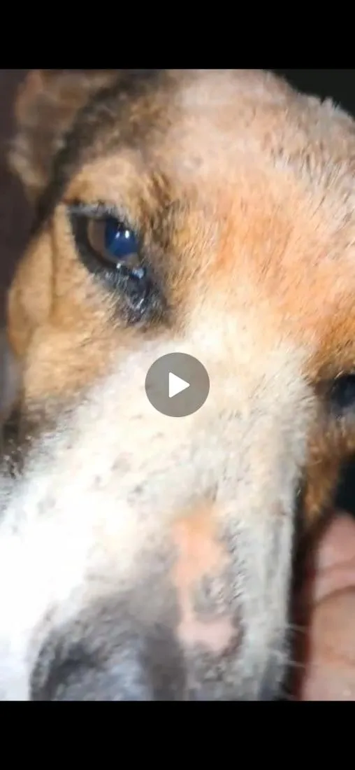 Cachorro raça SRD-ViraLata idade 1 ano nome nina