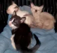 gatinhos 