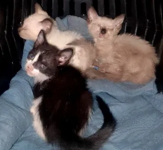 Gato raça SRD-ViraLata idade Abaixo de 2 meses nome gatinhos 