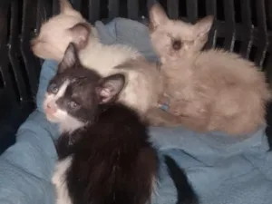 Gato raça SRD-ViraLata idade Abaixo de 2 meses nome gatinhos 