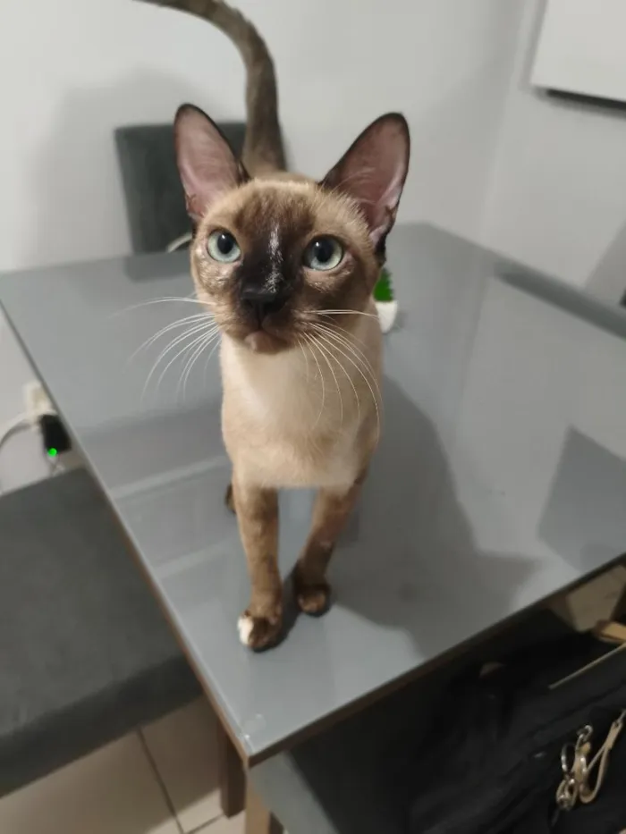 Gato raça Siamês idade 7 a 11 meses nome Nikaido