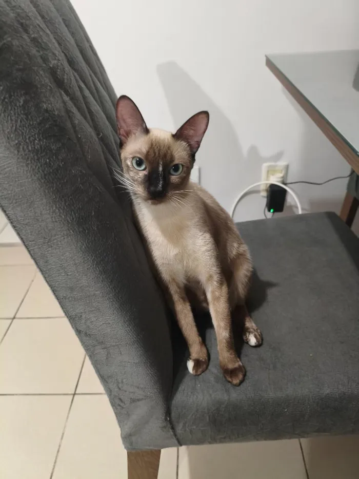 Gato raça Siamês idade 7 a 11 meses nome Nikaido