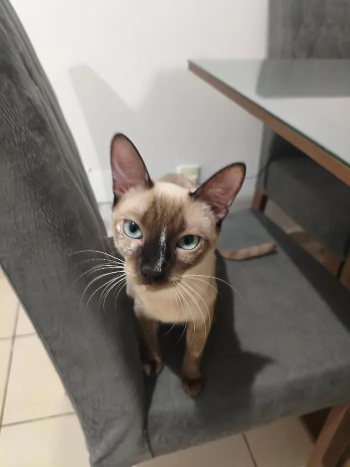 Gato raça Siamês idade 7 a 11 meses nome Nikaido