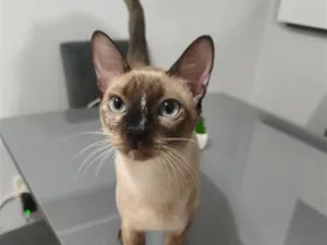 Gato raça Siamês idade 7 a 11 meses nome Nikaido
