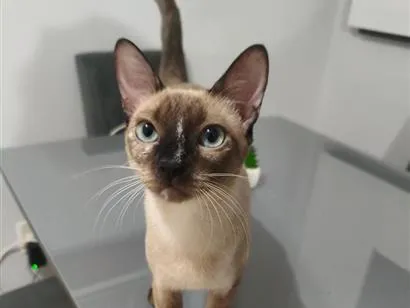 Gato raça Siamês idade 7 a 11 meses nome Nikaido