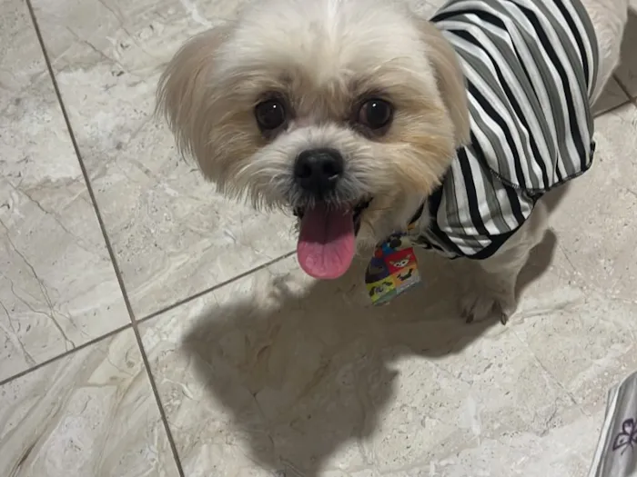 Cachorro raça Lhasa Apso idade 2 anos nome Falar com Maria - Whats 11 97882-3011