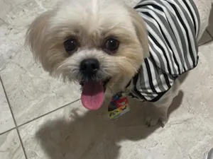 Cachorro raça Lhasa Apso idade 2 anos nome Falar com Maria - Whats 11 97882-3011