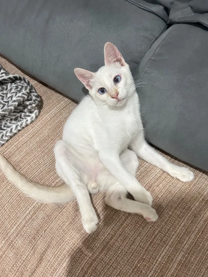 Gato raça SRD-ViraLata idade 7 a 11 meses nome Bento